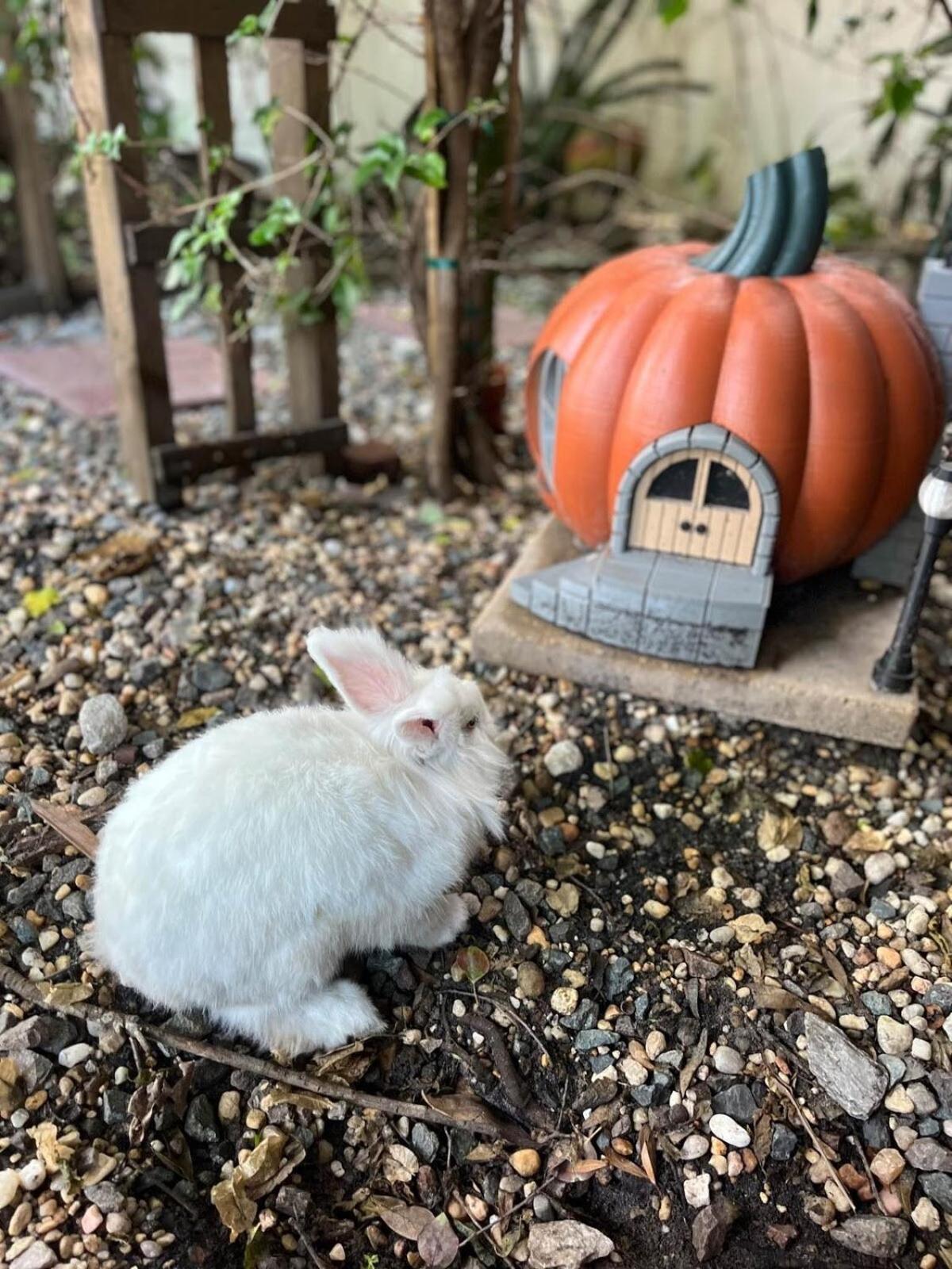Cozy Af Tiny-House Oasis Villa แทมปา ภายนอก รูปภาพ